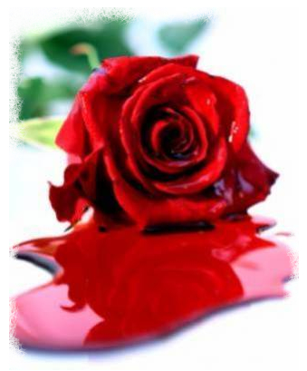 Une rose...